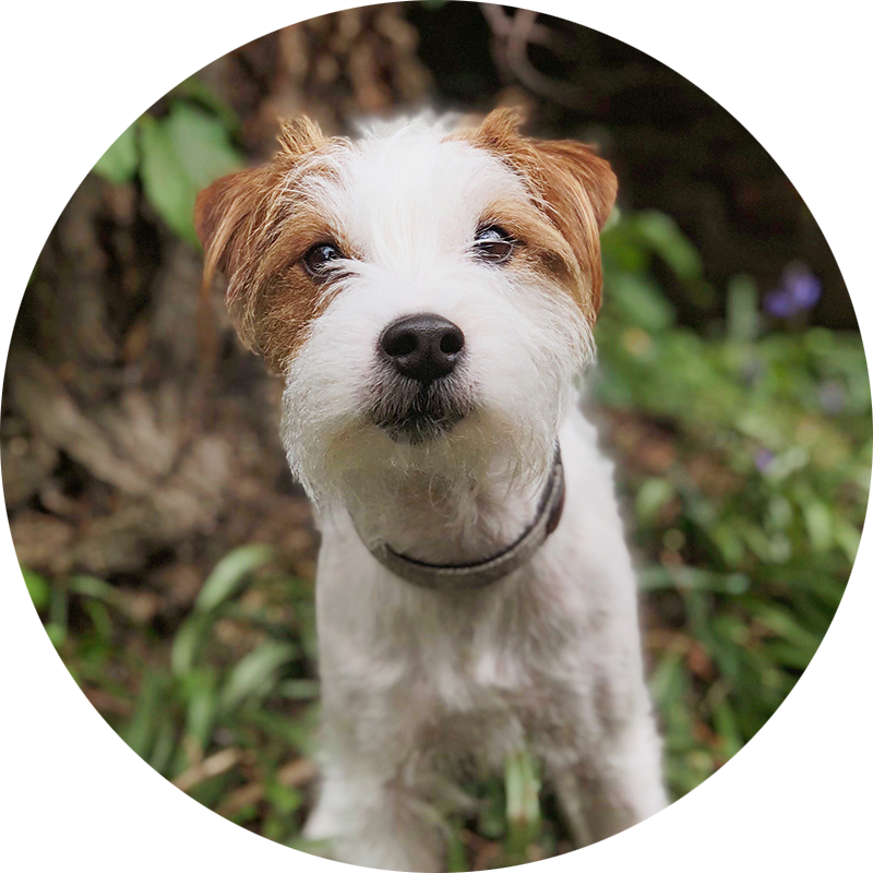 Claude the Parsons Jack Russell