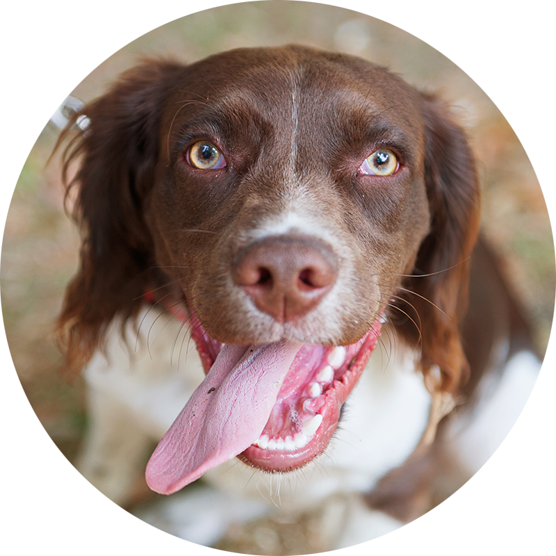 Nelson the Working Springer Spaniel