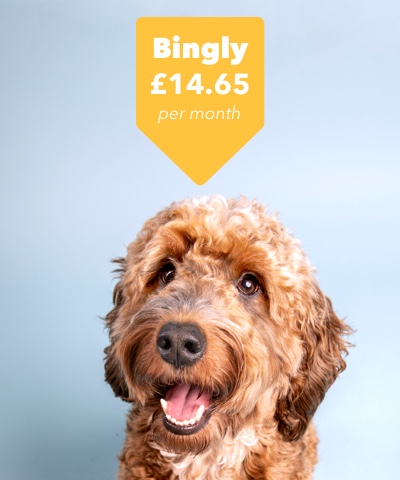 Picture of a dog called Bingly looking happy at his price of £14.65.