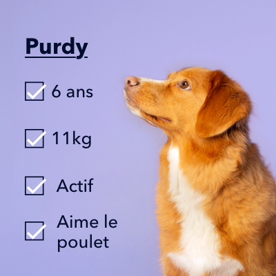 un chien appelé Purdy