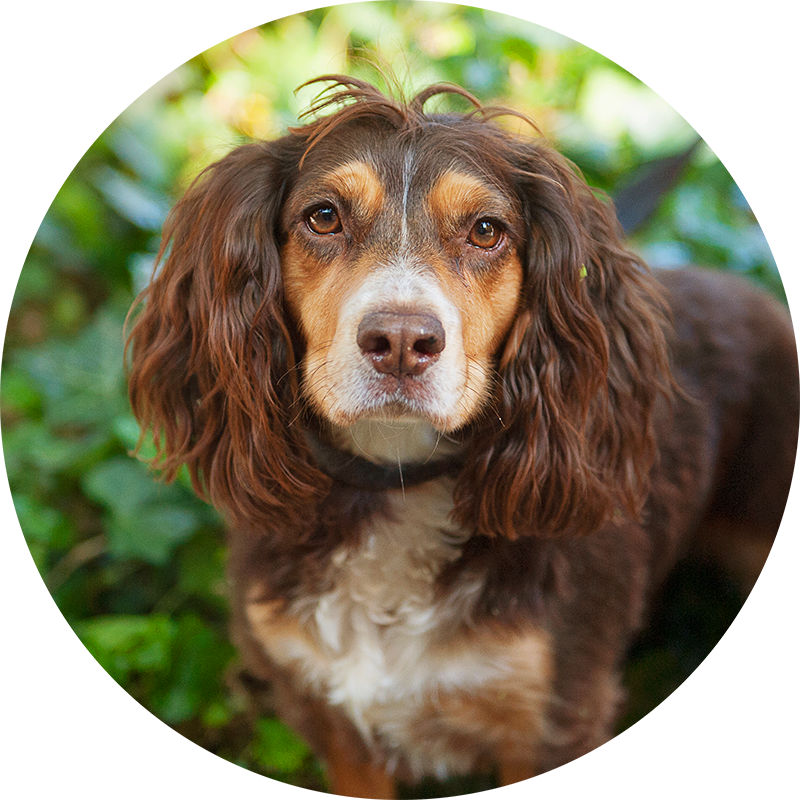 Sega the Springer Spaniel