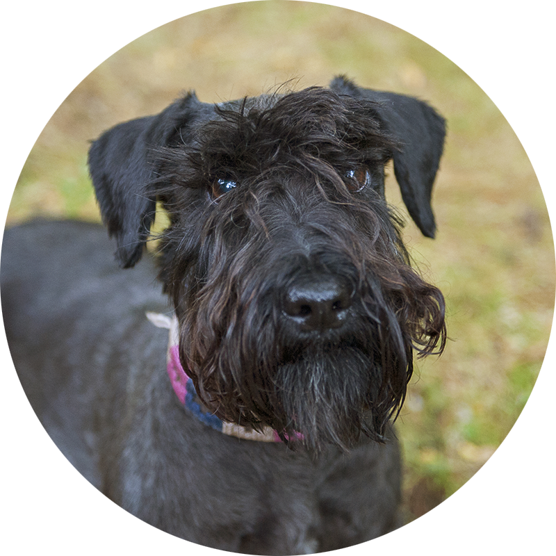 Nala the Cesky Terrier