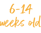 An image with the text "6-14 weeks old"