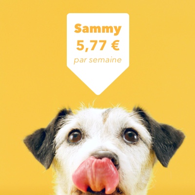 Photo d'un chien appelé Sammy qui a l'air heureux à son prix.