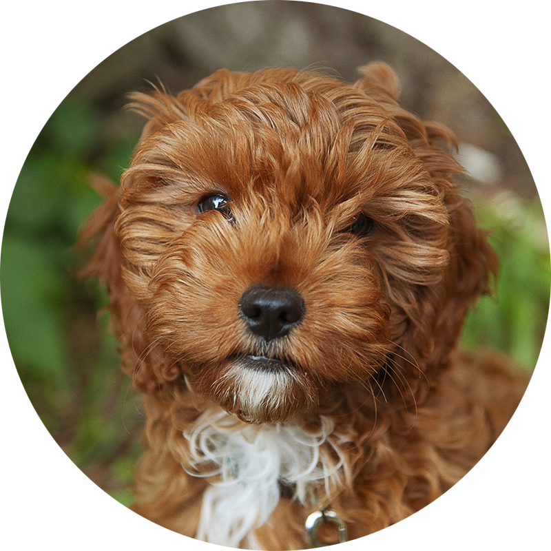 Elmo the Cavapoo