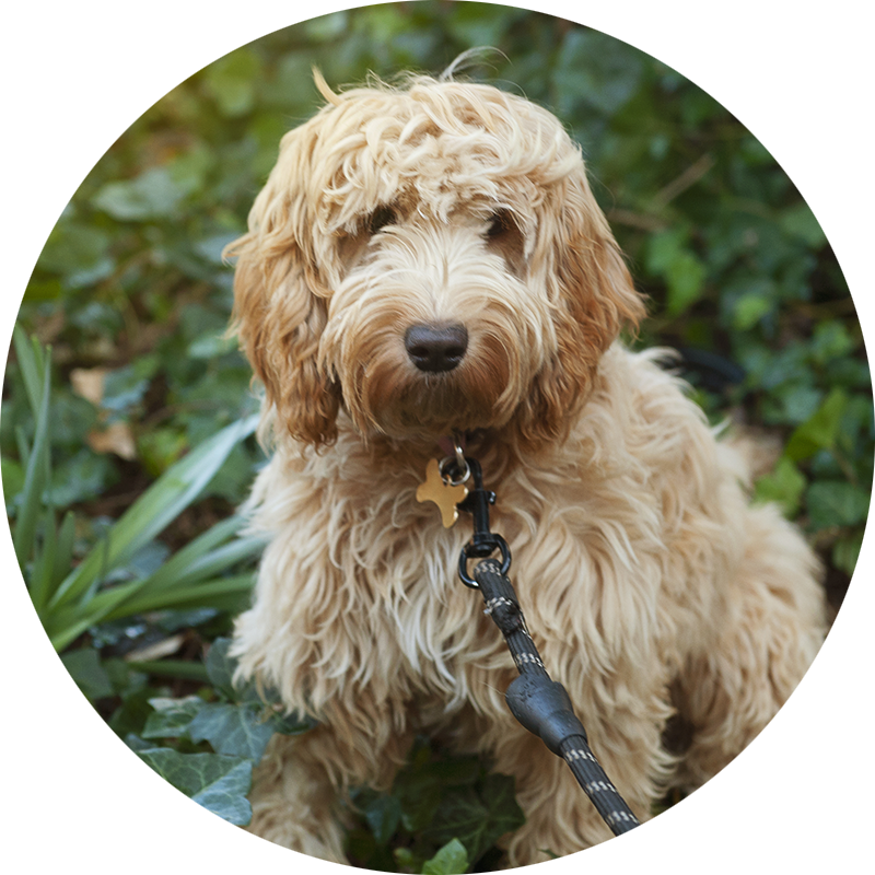 Betsy the Cockapoo