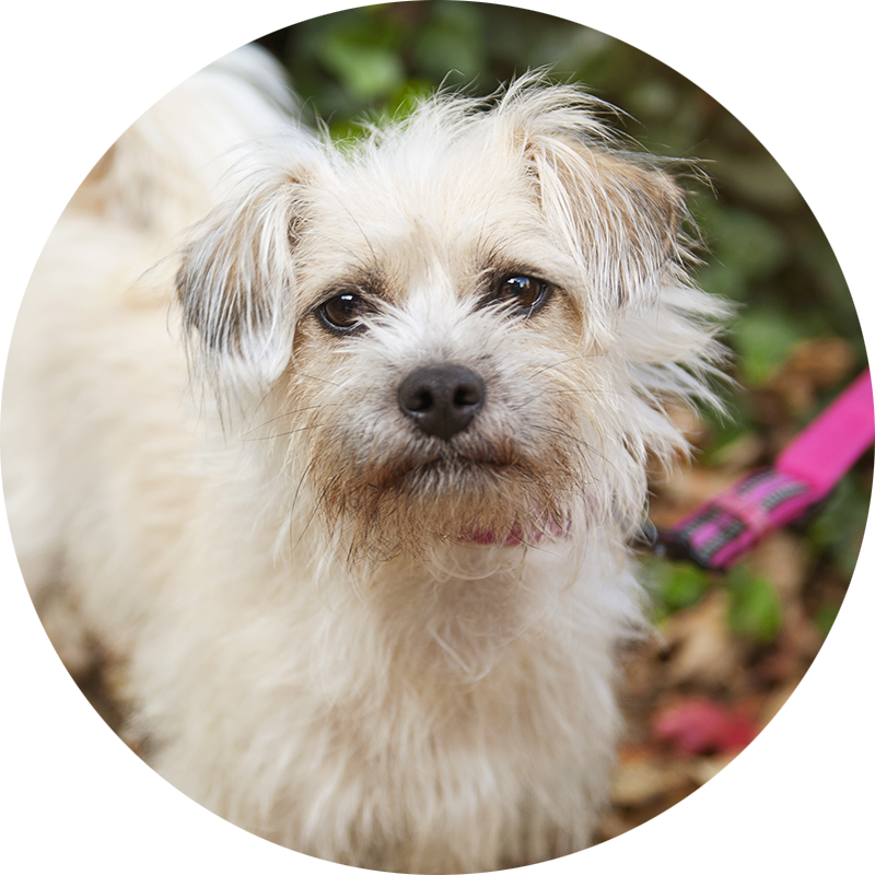 Humbug the Terrier mix