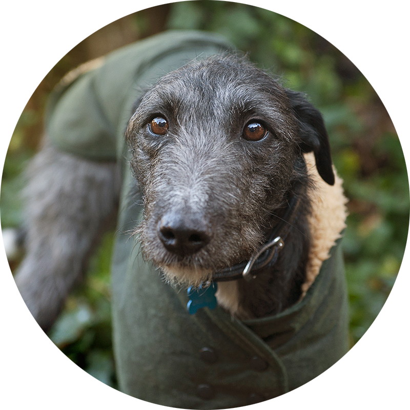 Blue the Lurcher