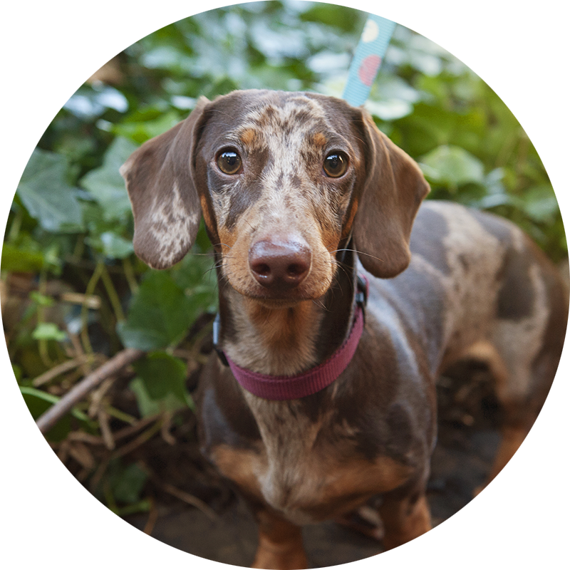 Alphonse the mini dapple Dachshund