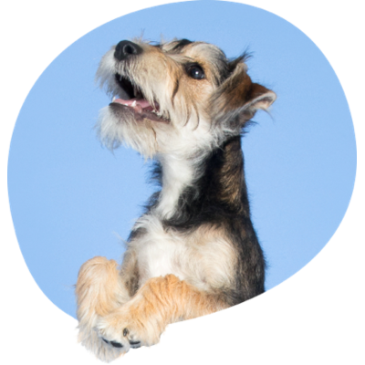 Une image de l'un des chiens de l'équipe de Tails.com appelé Bear.