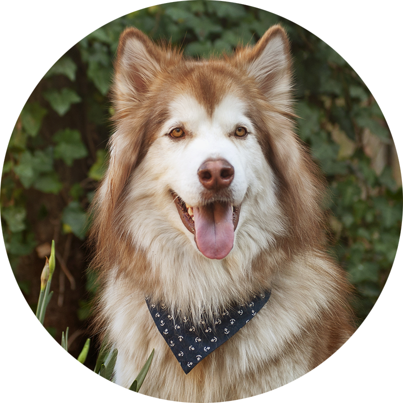 Zeus the Malamute