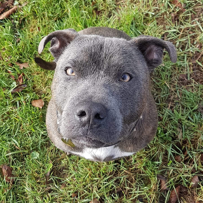 Mon chien est très difficile à satisfaire mais il profite de son régime spécial sur tails.com.