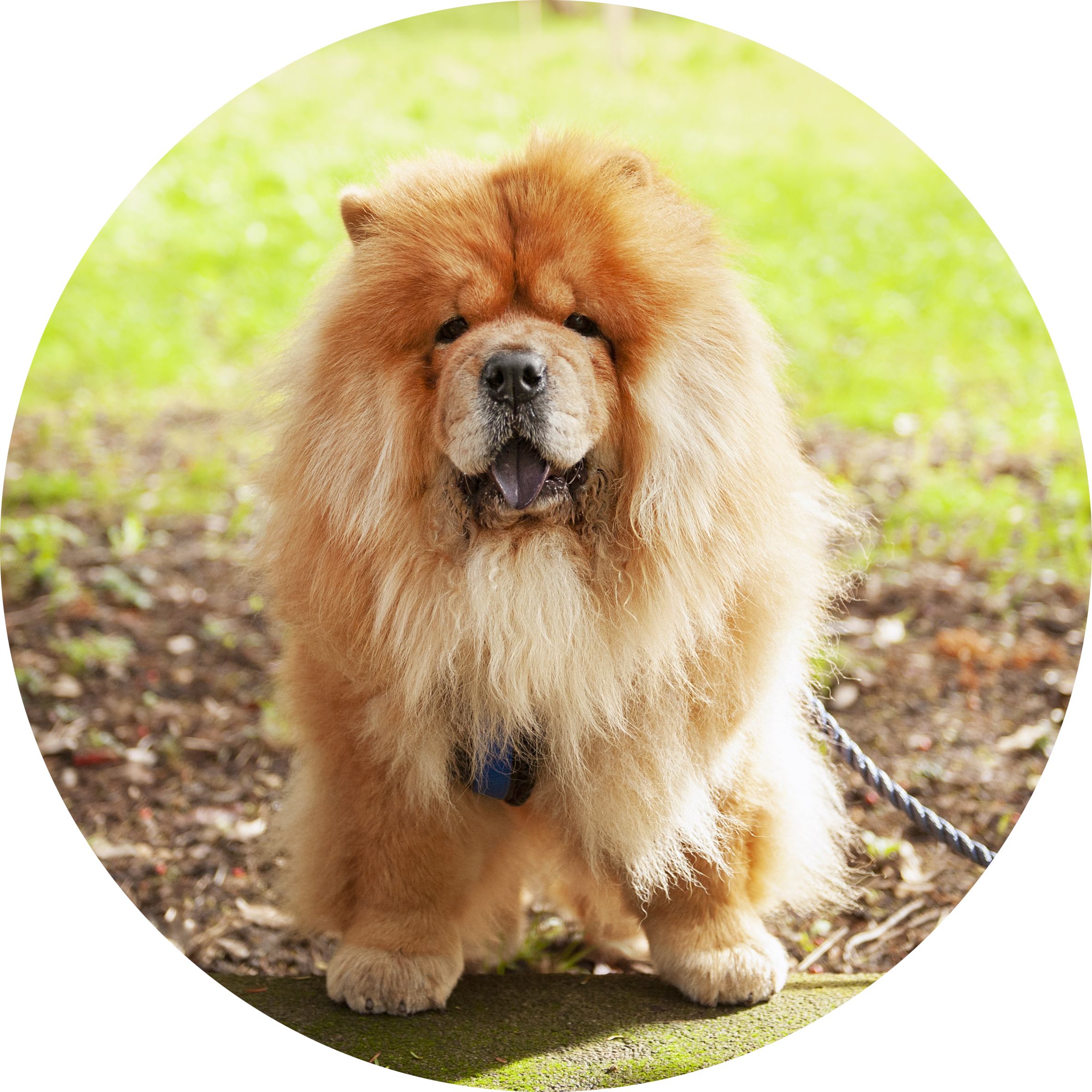 Clover the Chow Chow