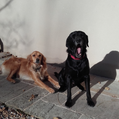 Je recommanderais tails.com à tous les propriétaires de chiens.