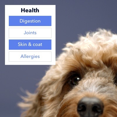 dog answering questions about health for a tailor-made blend
