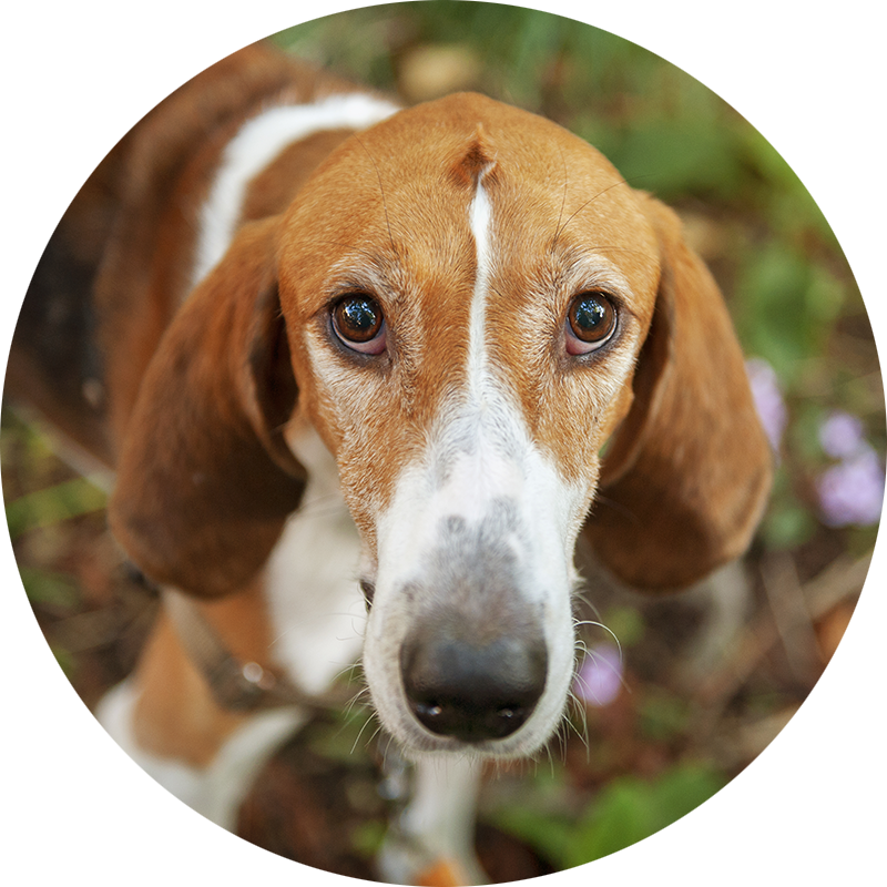 Lupin the American Foxhound