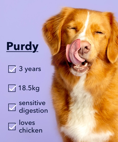 A picture of a dog called Purdy licking it's lips.