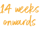 An image with the text "14 weeks onwards"