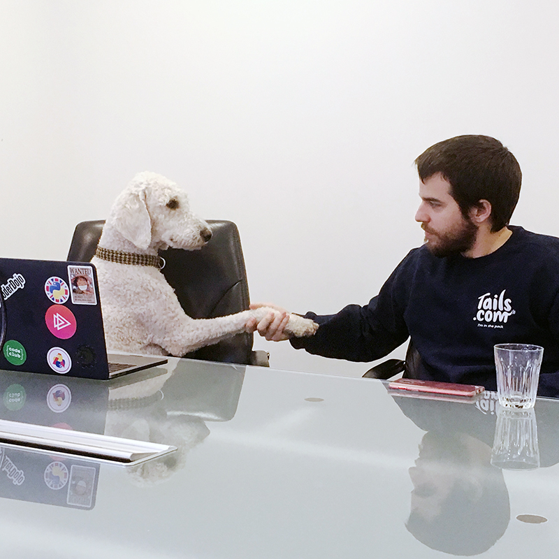 businesss meeting with dogs