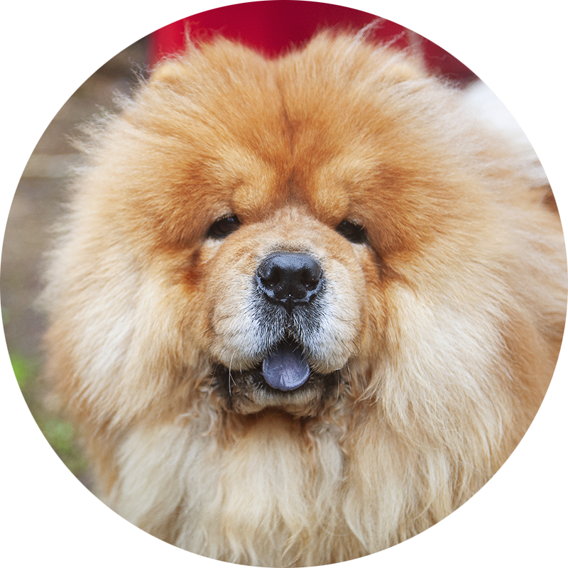 Clover the Chow Chow