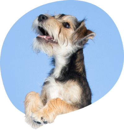 An image of one of Tails.com staff dogs called Bear as a puppy.