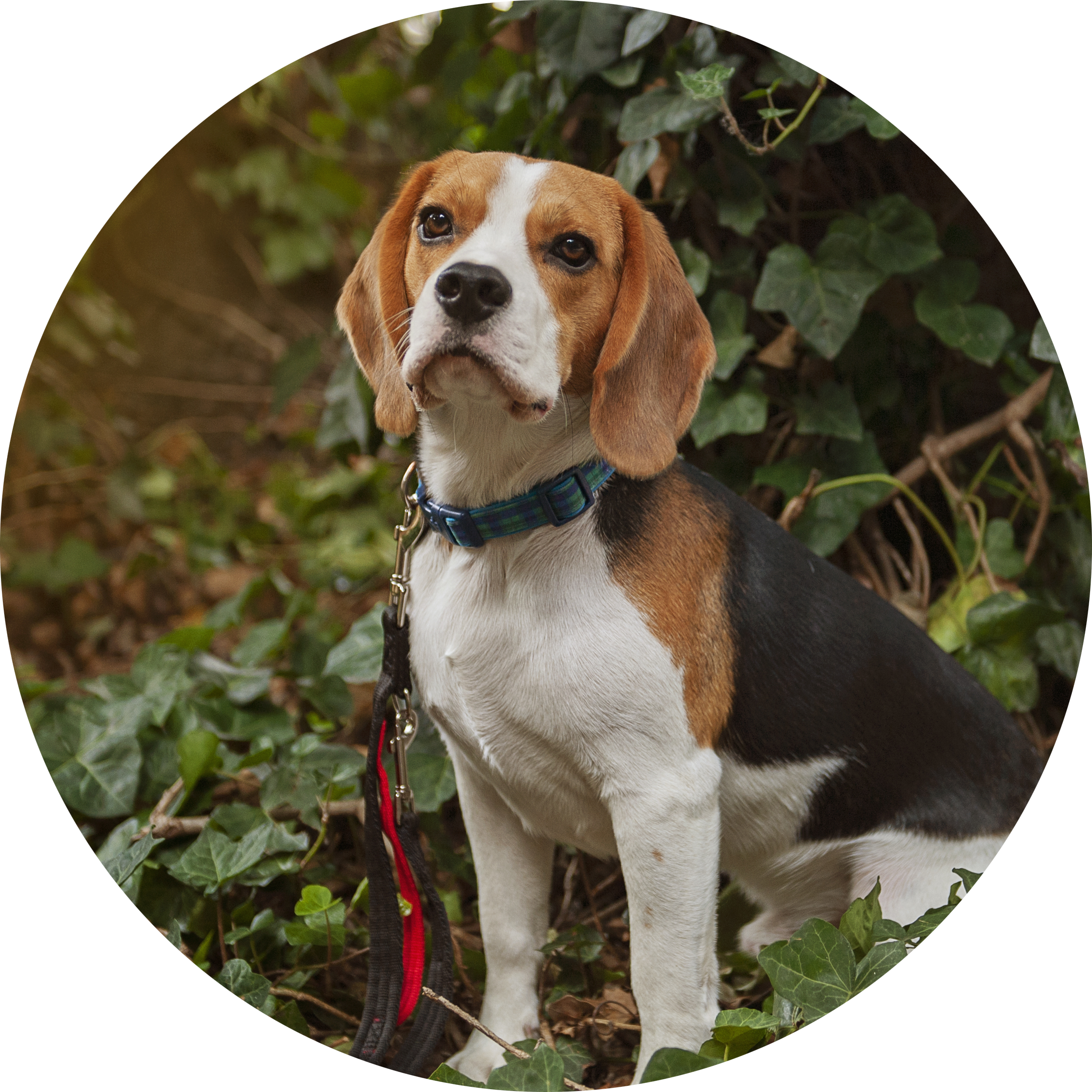 Balloo the beagle