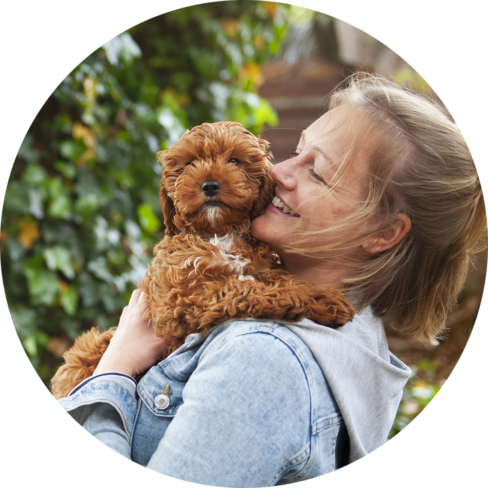 Owner holding a Cavapoo puppy