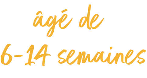 Une image avec le texte "6-14 semaines".