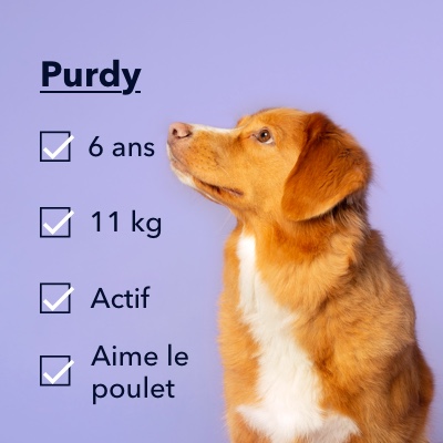 Un chien Purdy