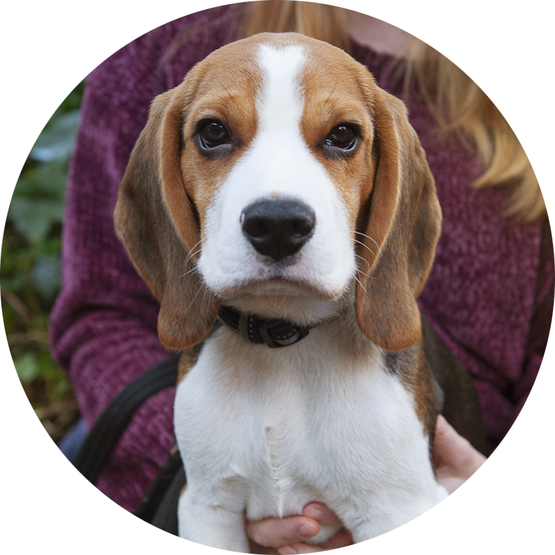Balloo the beagle